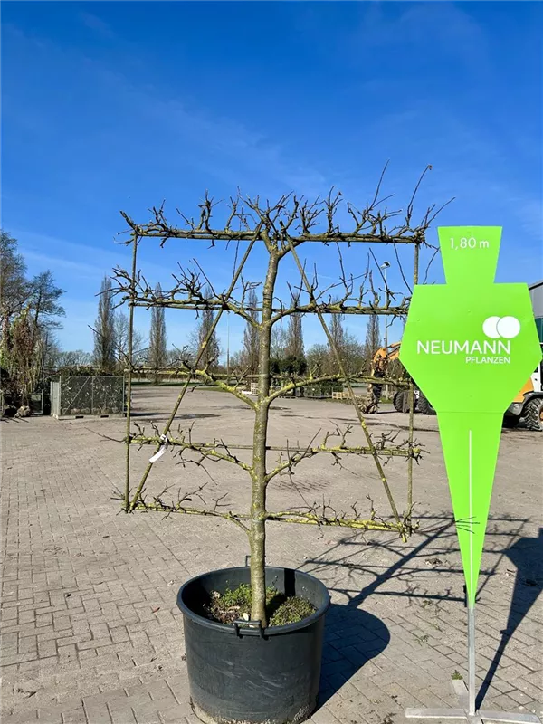 Malus 'Jonagold' CAC