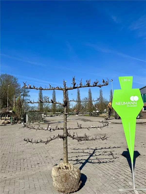 Prunus arm. i.S. CAC