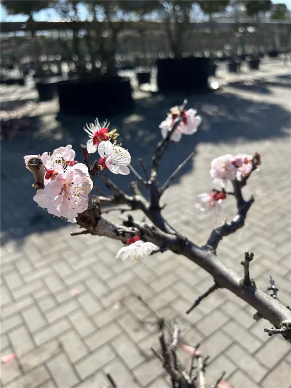 Prunus arm. i.S. CAC