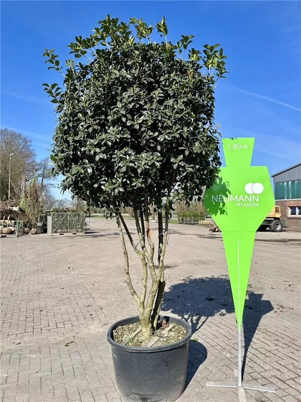 Osmanthus aquifolium