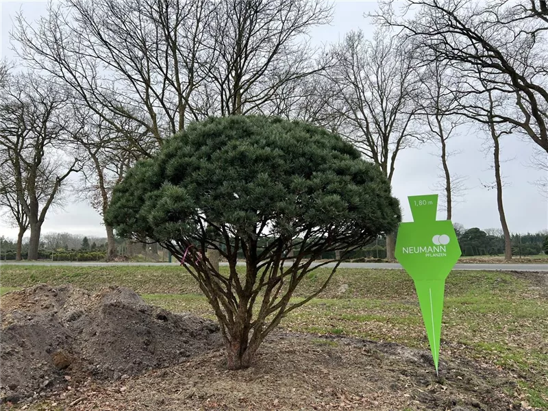 Pinus sylvestris 'Watereri'