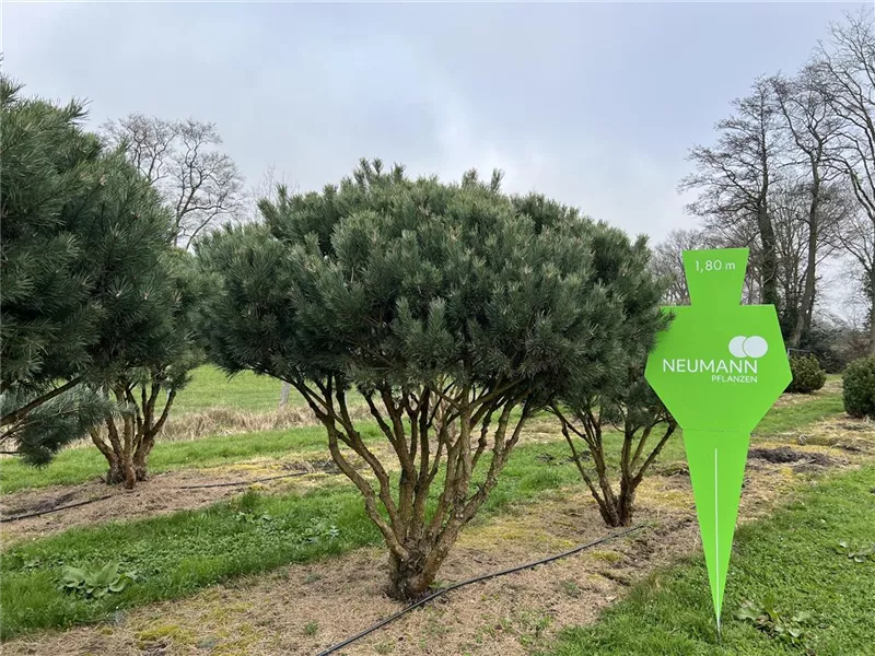 Pinus sylvestris 'Watereri'