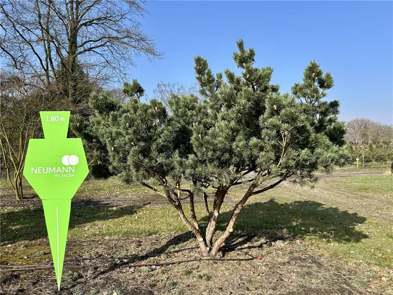 Pinus sylvestris 'Watereri'