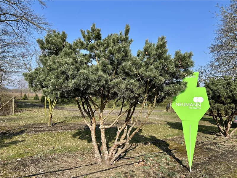 Pinus sylvestris 'Watereri'