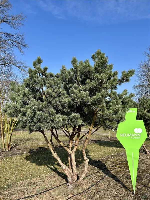 Pinus sylvestris 'Watereri'