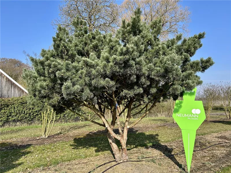 Pinus sylvestris 'Watereri'