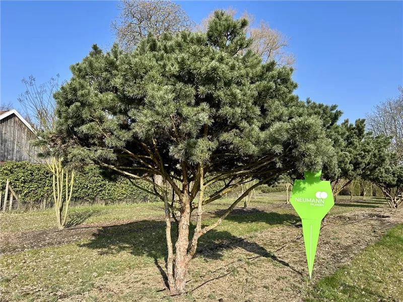 Pinus sylvestris 'Watereri'