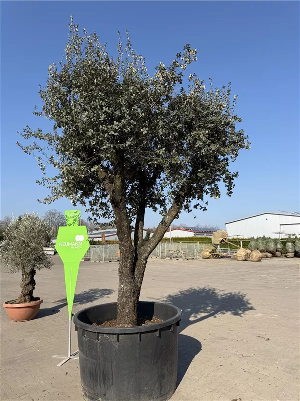 Quercus ilex 'Rotundifolia'