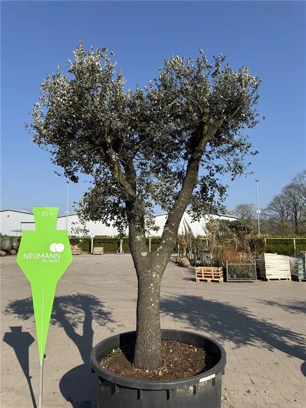 Quercus ilex 'Rotundifolia'