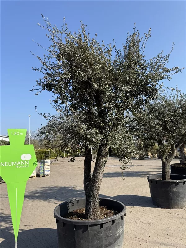 Quercus ilex 'Rotundifolia'