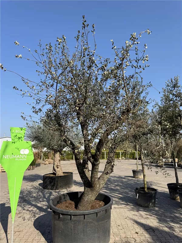 Quercus ilex 'Rotundifolia'
