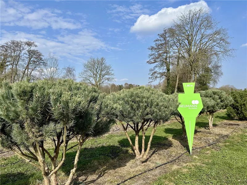 Pinus sylvestris 'Watereri'