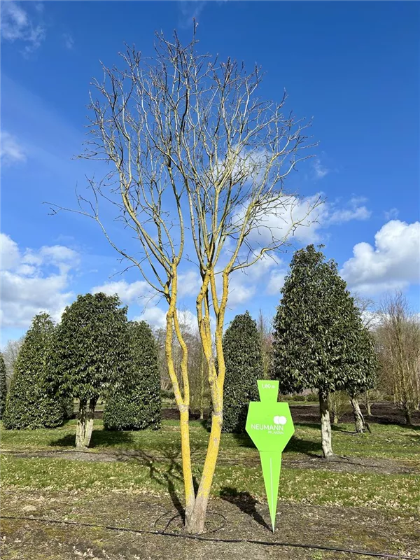 Koelreuteria paniculata