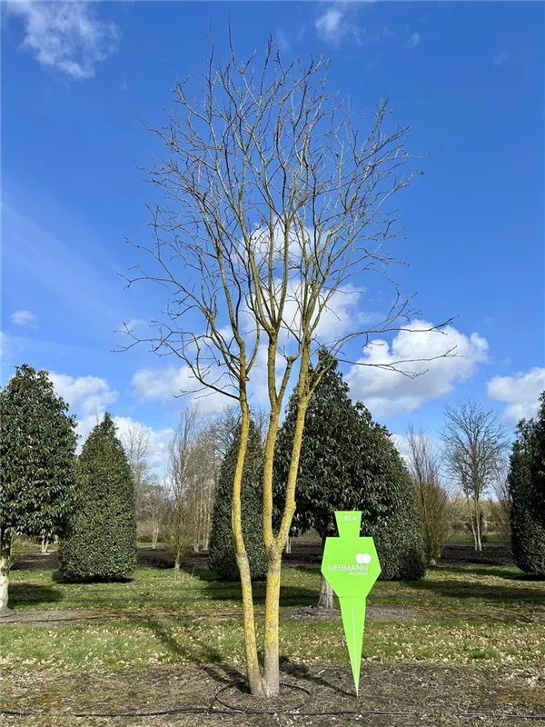 Koelreuteria paniculata