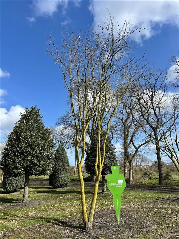 Koelreuteria paniculata