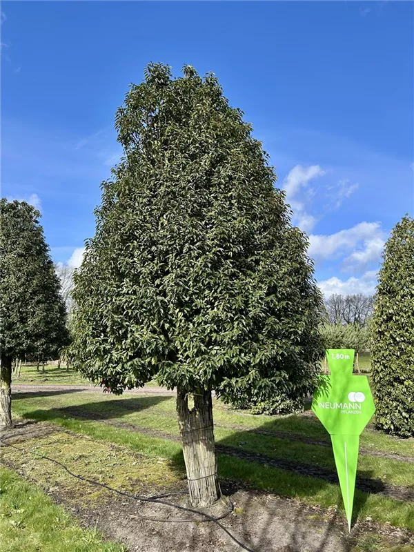 Prunus lusitanica 'Angustifolia'