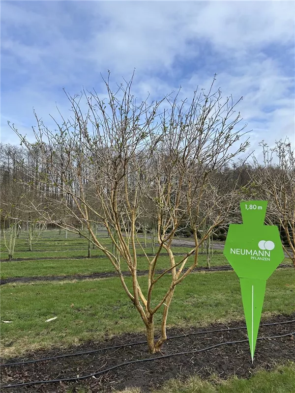 Heptacodium miconioides