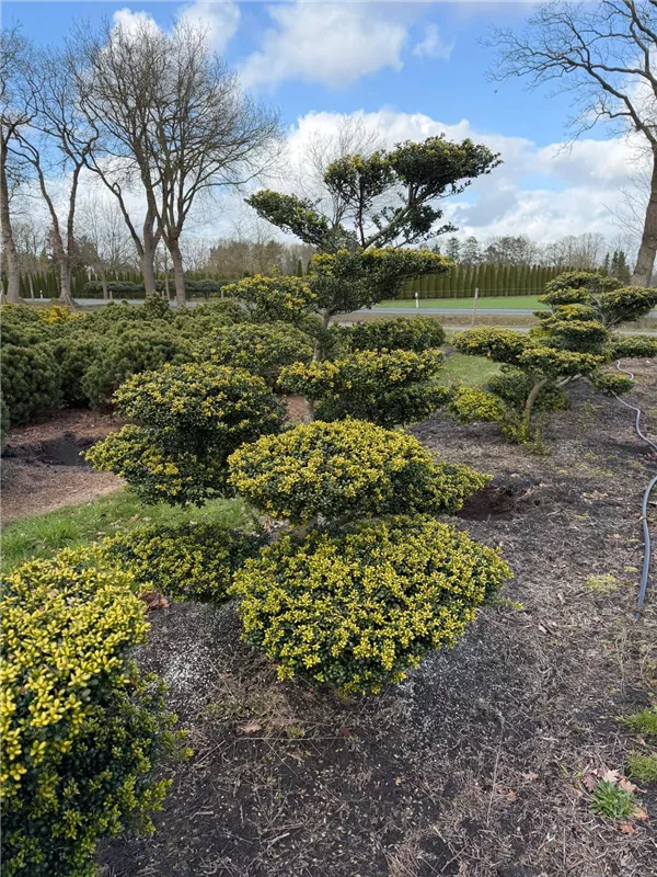Ilex crenata 'Convexa'