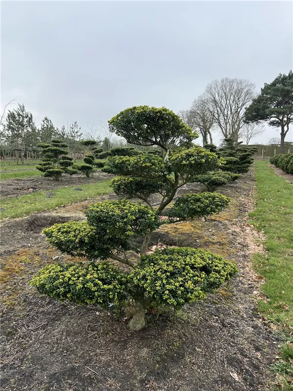 Ilex crenata 'Convexa'