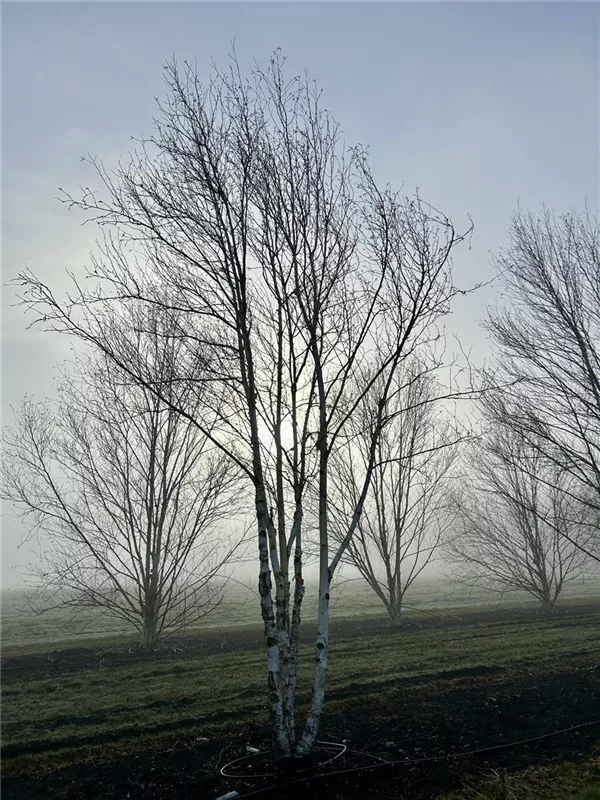 Betula jacquemontii