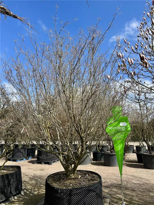 Cornus kousa chinensis