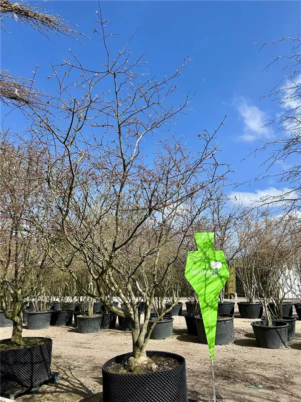 Acer japonicum 'Aconitifolium'