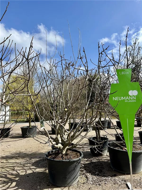 Ficus carica i.S. CAC