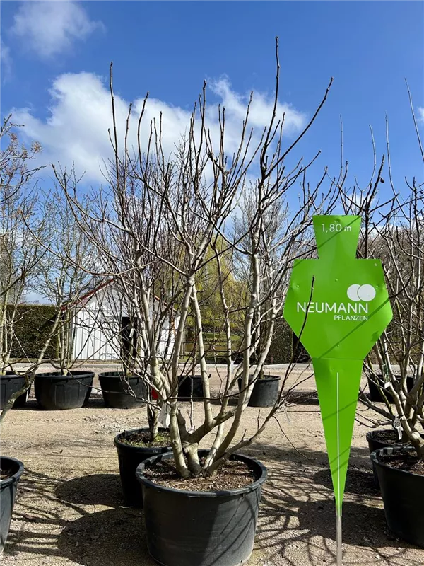 Ficus carica i.S. CAC