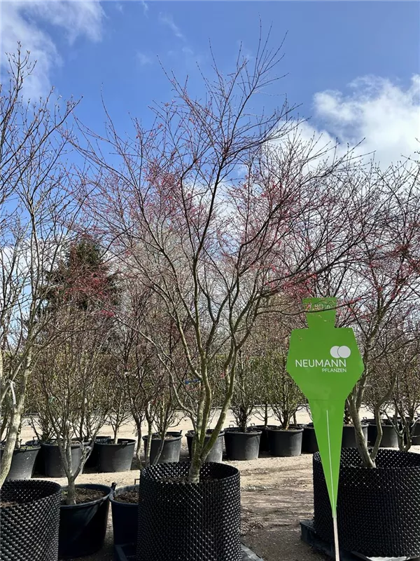 Acer palmatum 'Deshojo'