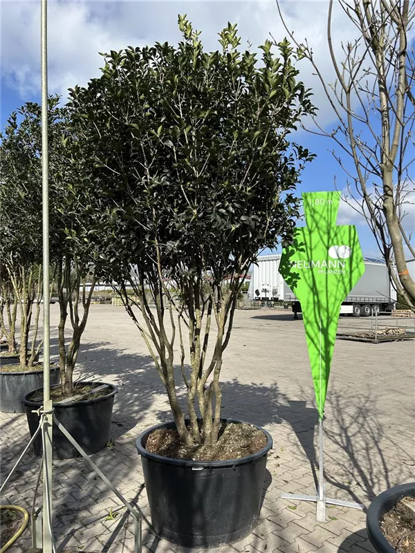 Osmanthus aquifolium