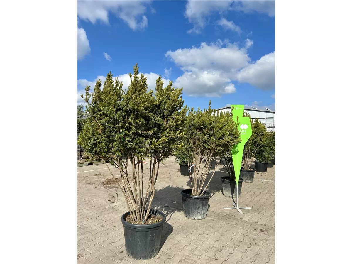 Taxus media 'Hillii' - Neumann Pflanzen