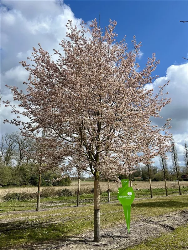 Amelanchier arborea 'Robin Hill'