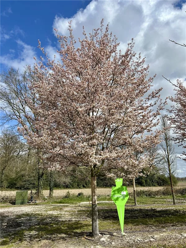 Amelanchier arborea 'Robin Hill'