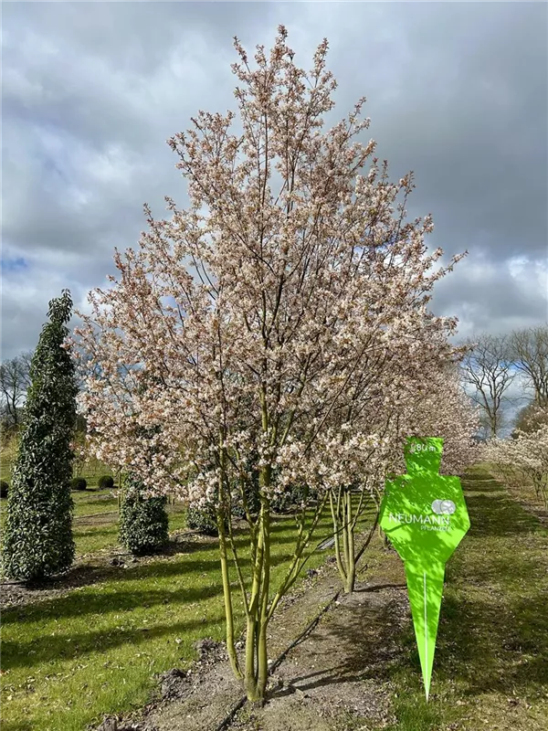 Amelanchier 'Ballerina'