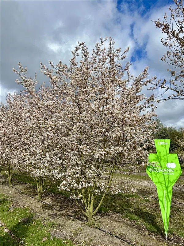 Amelanchier lamarckii