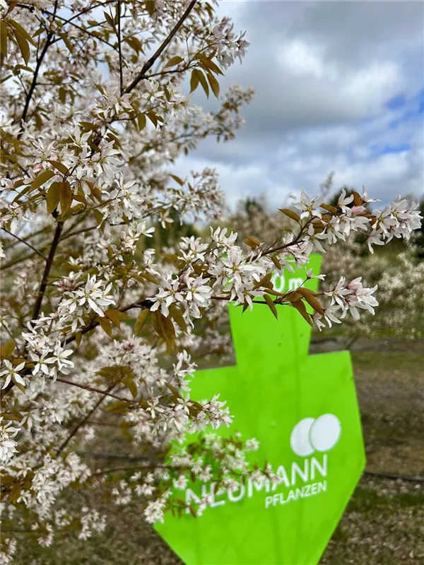 Amelanchier lamarckii