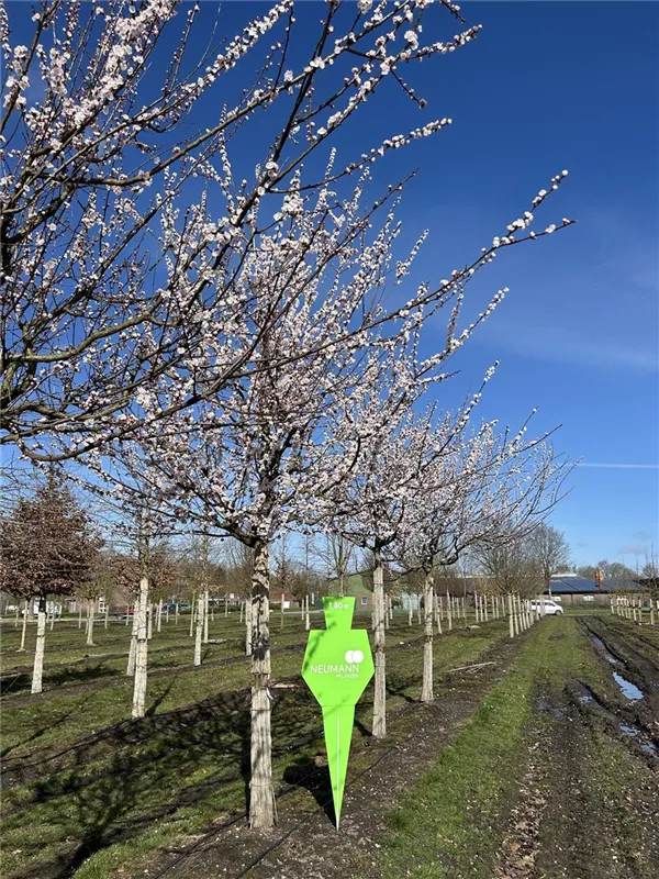 Prunus arm. i.S. CAC