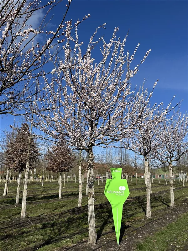 Prunus arm. i.S. CAC