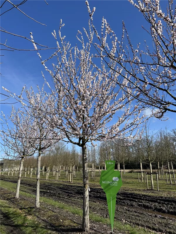 Prunus arm. i.S. CAC