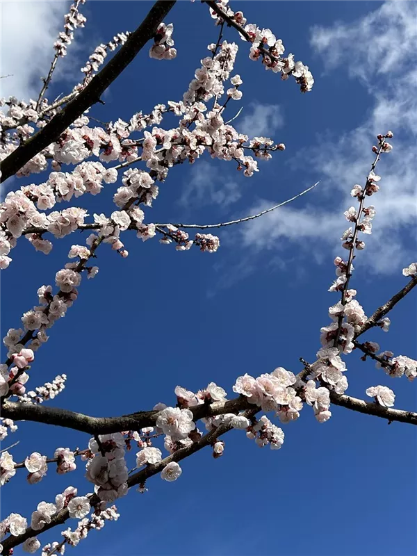 Prunus arm. i.S. CAC