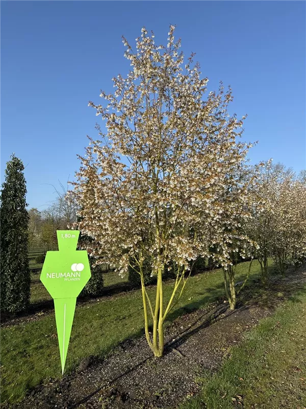 Amelanchier 'Ballerina'
