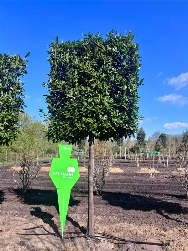 Prunus lauroc.'Caucasica'