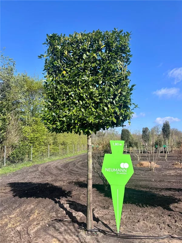 Prunus lauroc.'Caucasica'