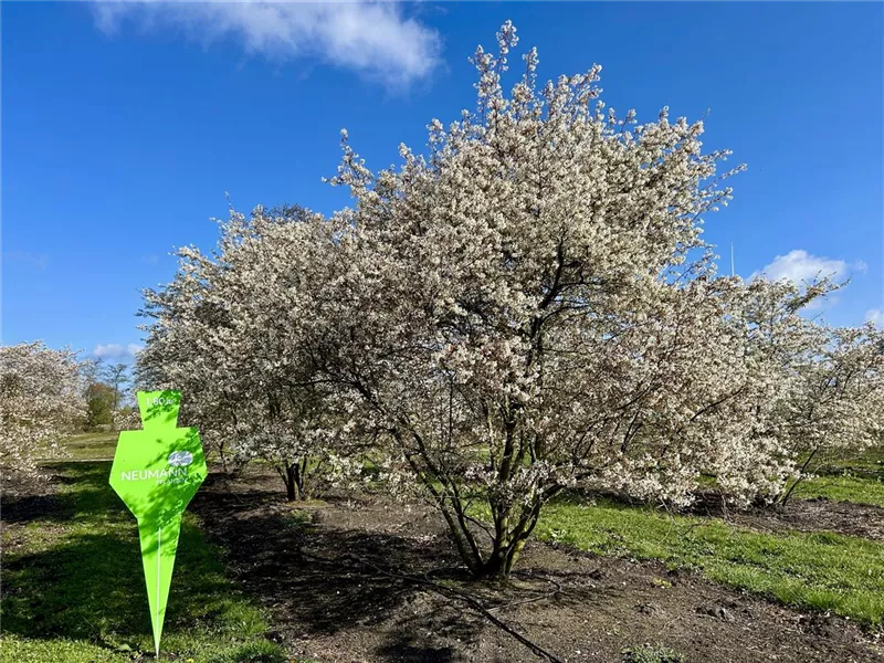 Amelanchier lamarckii
