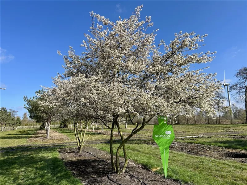 Amelanchier lamarckii