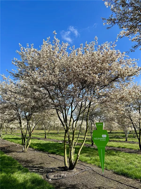 Amelanchier lamarckii