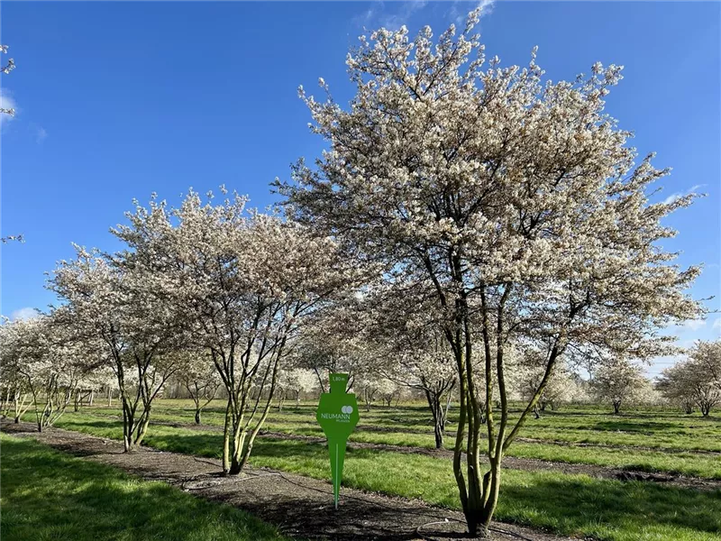 Amelanchier lamarckii