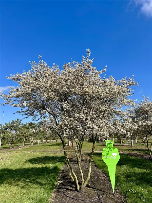 Amelanchier lamarckii