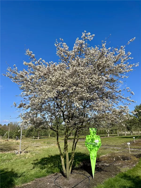 Amelanchier lamarckii
