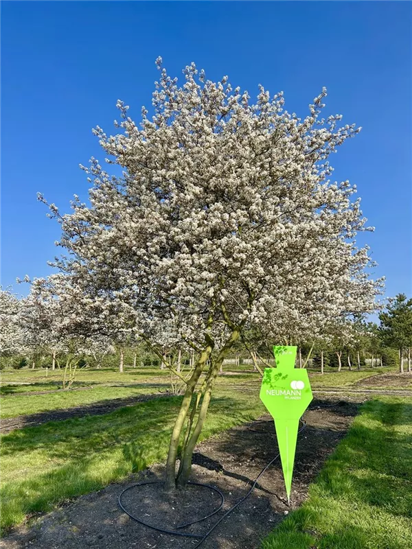 Amelanchier lamarckii